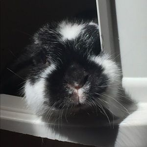 Meet your Posher, Abby